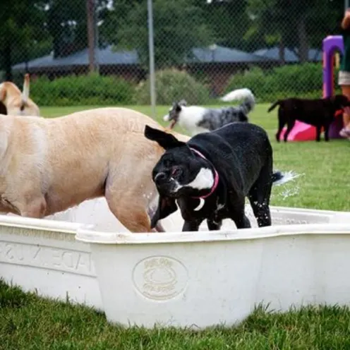 Dogs in small tub